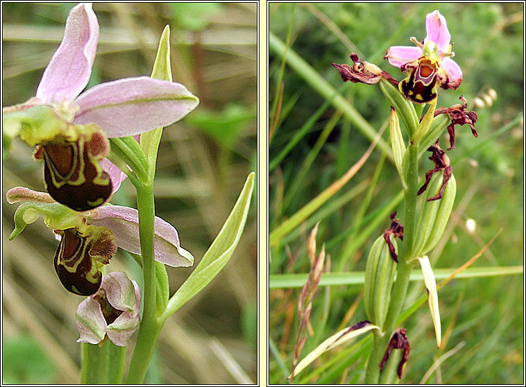 Bee Orchid, Ophrys apifera, Magairl�n na mbeach