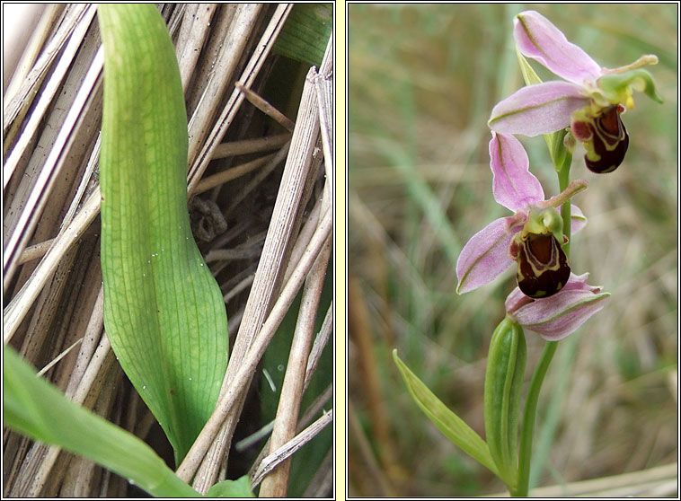 Bee Orchid, Ophrys apifera, Magairl�n na mbeach