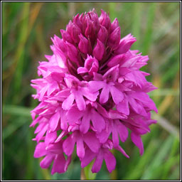 Pyramidal Orchid, Anacamptis pyramidalis, Magairl�n na stuaice