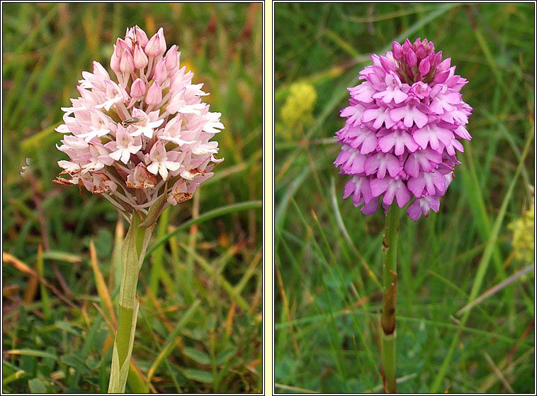 Pyramidal Orchid, Anacamptis pyramidalis, Magairl�n na stuaice