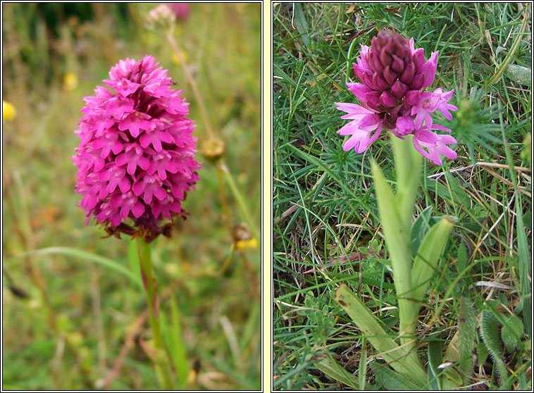 Pyramidal Orchid, Anacamptis pyramidalis, Magairl�n na stuaice