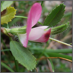 Restharrow, Ononis repens, Fr�amhacha tairne