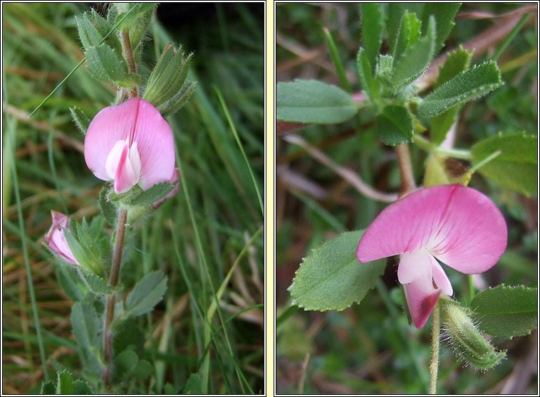 Restharrow, Ononis repens, Fr�amhacha tairne