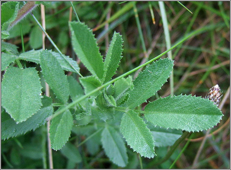 Restharrow, Ononis repens, Fr�amhacha tairne