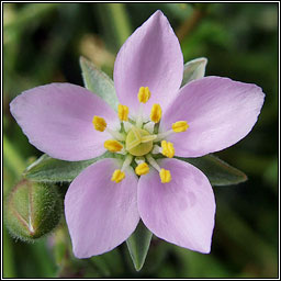 Greater Sea-spurrey, Spergularia media, Cabr�is mhara mh�r