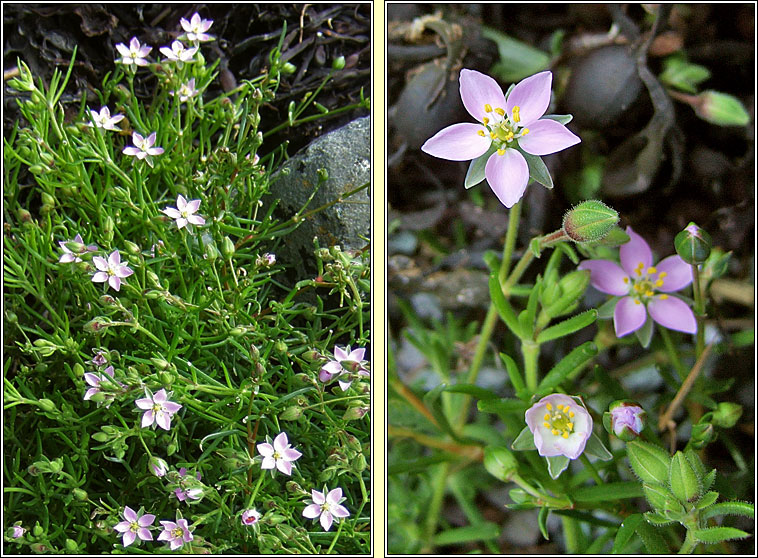 Greater Sea-spurrey, Spergularia media, Cabr�is mhara mh�r
