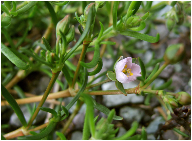 Greater Sea-spurrey, Spergularia media, Cabr�is mhara mh�r