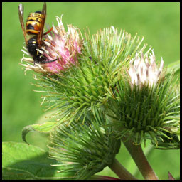 Lesser Burdock, Arctium minus, Cn�d�n