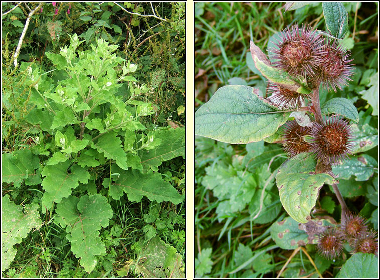 Lesser Burdock, Arctium minus, Cn�d�n