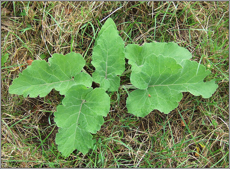 Lesser Burdock, Arctium minus, Cn�d�n