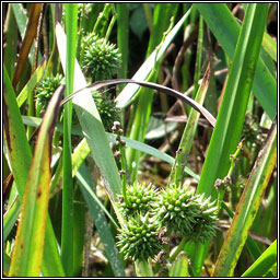 Branched Bur-reed, Sparganium erectum, R�sheisc