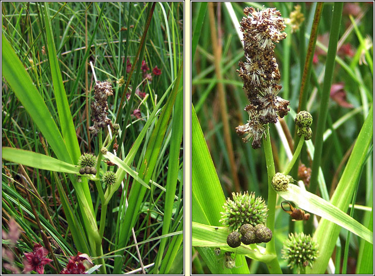 Branched Bur-reed, Sparganium erectum, R�sheisc
