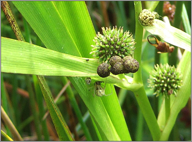 Branched Bur-reed, Sparganium erectum, R�sheisc