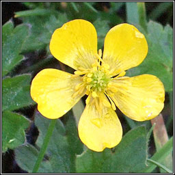Creeping Buttercup, Ranunculus repens, Fearb�n reatha