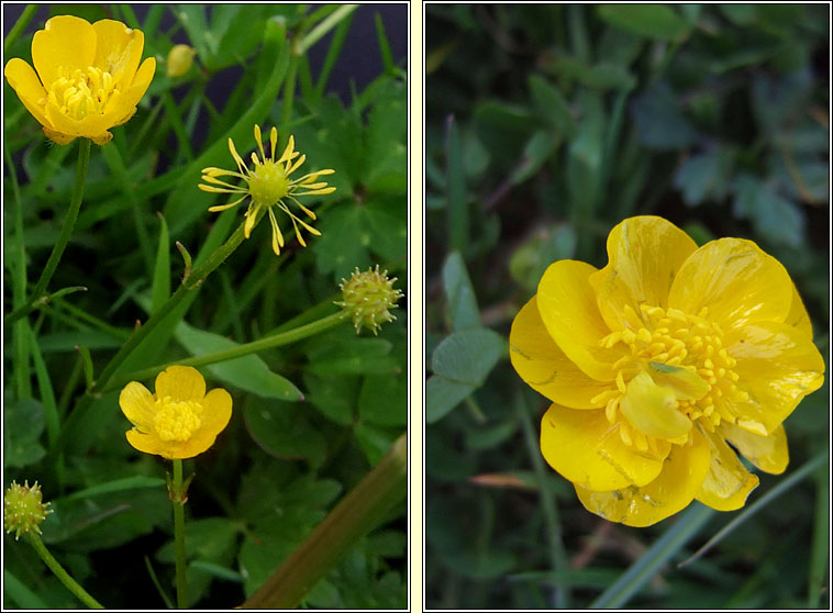 Creeping Buttercup, Ranunculus repens, Fearb�n reatha