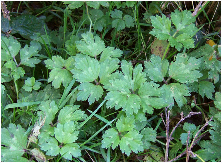 Creeping Buttercup, Ranunculus repens, Fearb�n reatha