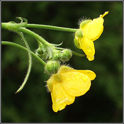 Meadow Buttercup, Ranunculus acris, Fearb�n f�ir