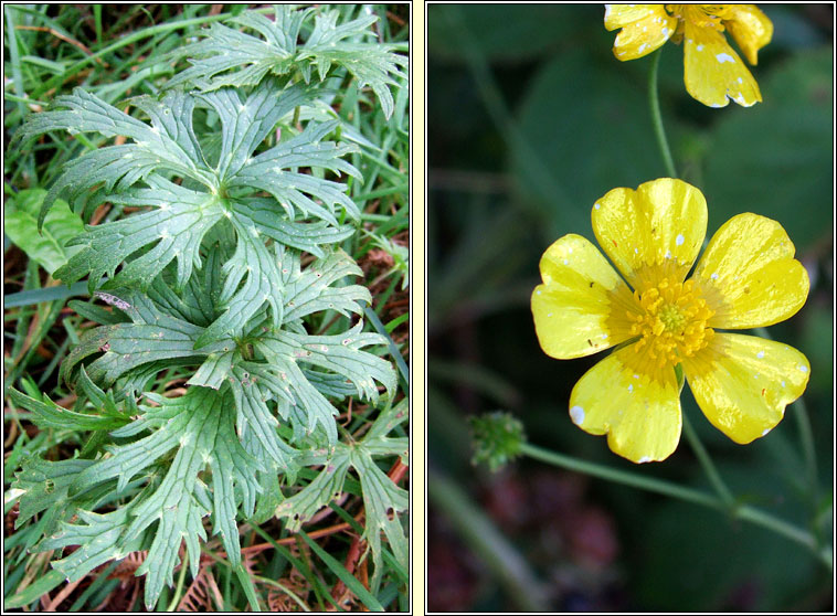 Meadow Buttercup, Ranunculus acris, Fearb�n f�ir