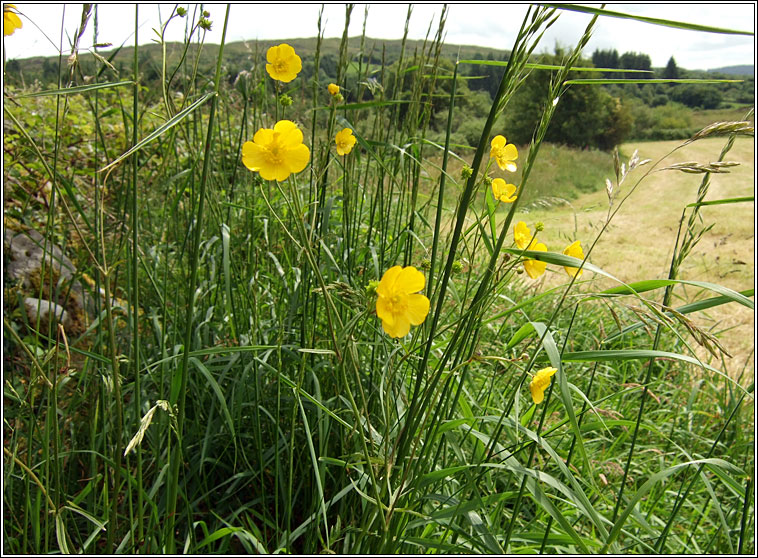 Meadow Buttercup, Ranunculus acris, Fearb�n f�ir