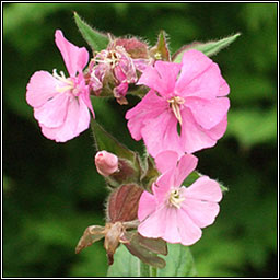 Red Campion, Silene dioica, Coire�n coilleach