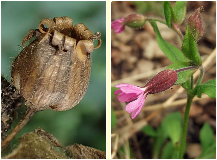 Red Campion, Silene dioica, Coire�n coilleach