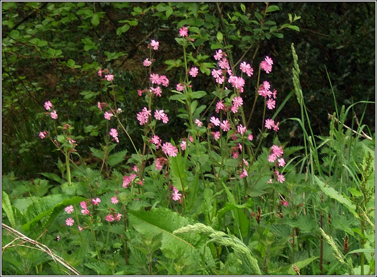 Red Campion, Silene dioica, Coire�n coilleach