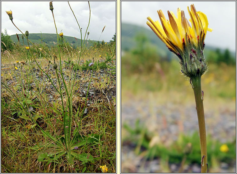 Cats-ear, Hypochaeris radicata, Cluas chait
