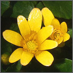 Lesser Celandine, Ficaria verna, Gr�n arc�in