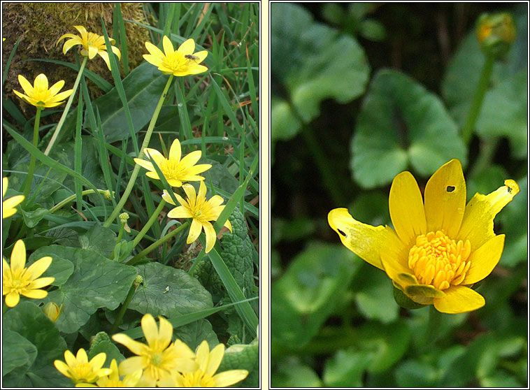 Lesser Celandine, Ficaria verna, Gr�n arc�in