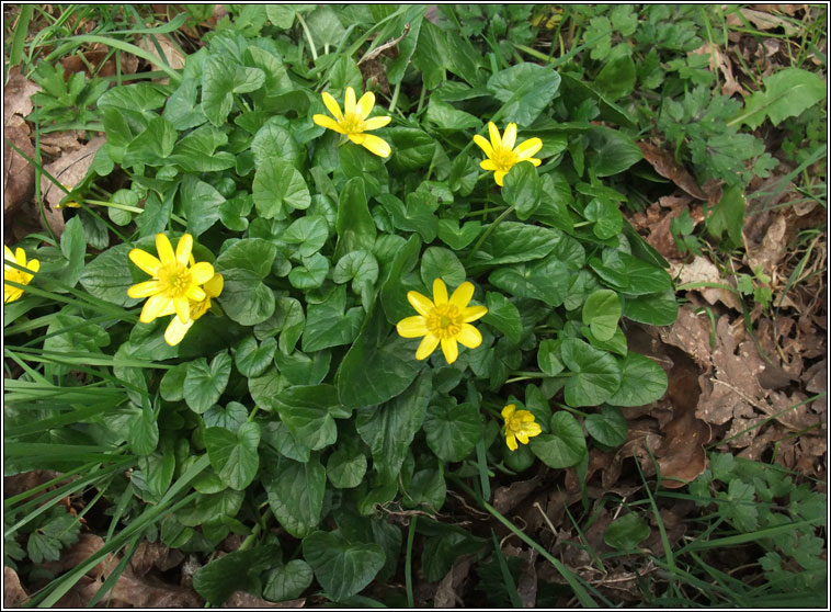 Lesser Celandine, Ficaria verna, Gr�n arc�in