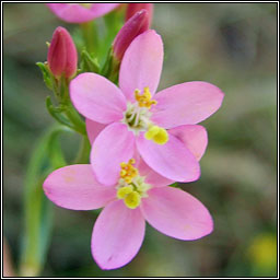 Centaury, Centaurium erythraea, Dr�imire Mhuire