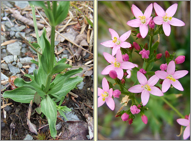 Centaury, Centaurium erythraea, Dr�imire Mhuire