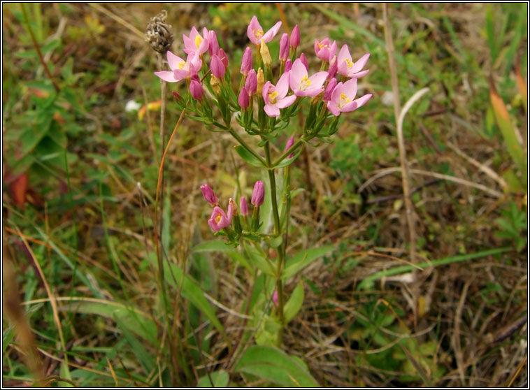 Centaury, Centaurium erythraea, Dr�imire Mhuire