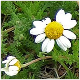 Chamomile, Chamaemelum nobile, Cam�n meall
