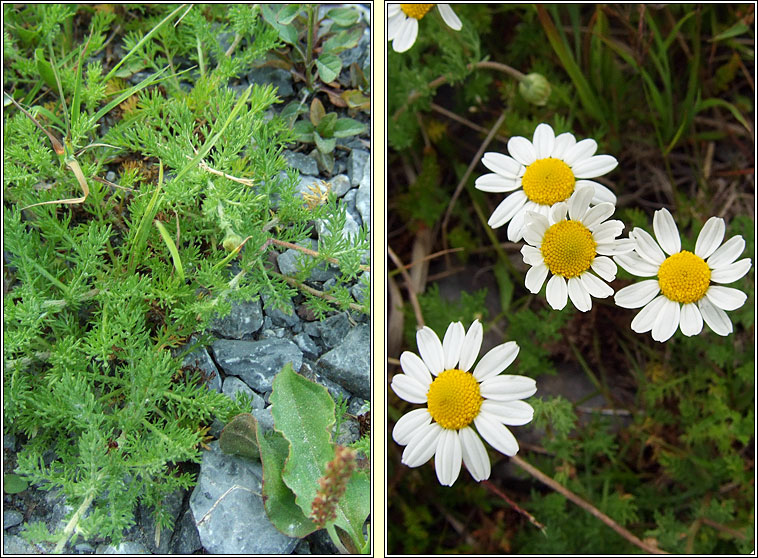 Chamomile, Chamaemelum nobile, Cam�n meall