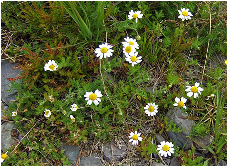 Chamomile, Chamaemelum nobile, Cam�n meall