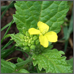 Charlock, Sinapis arvensis arvensis, Praiseach bhu�