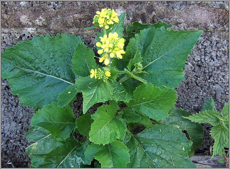 Charlock, Sinapis arvensis, Praiseach bhu�