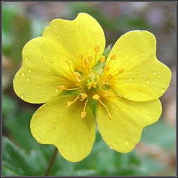 Creeping Cinquefoil, Potentilla reptans, C�ig mh�ar mhuire