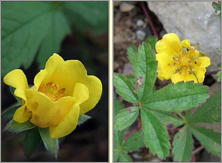Creeping Cinquefoil, Potentilla reptans, C�ig mh�ar mhuire