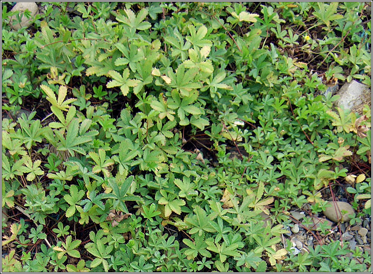 Creeping Cinquefoil, Potentilla reptans, C�ig mh�ar mhuire