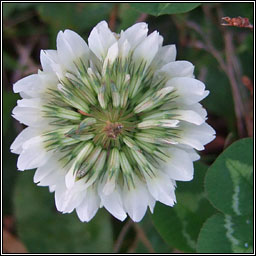 White Clover, Trifolium repens, Seamair bh�n
