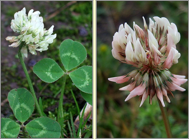 White Clover, Trifolium repens, Seamair bh�n