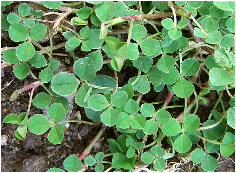 White Clover, Trifolium repens, Seamair bh�n