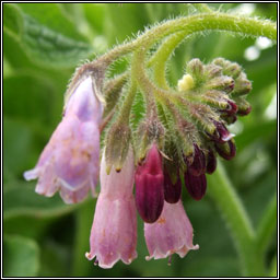 Russian Comfrey, Symphytum x uplandicum, Compar R�iseach