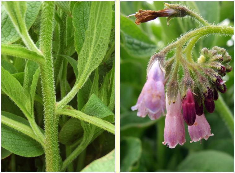 Russian Comfrey, Symphytum x uplandicum, Compar R�iseach