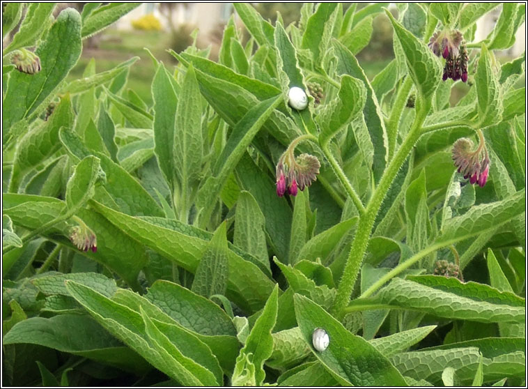 Russian Comfrey, Symphytum x uplandicum, Compar R�iseach
