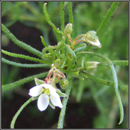 Corn Spurrey, Spergula arvensis, Corr�n lin