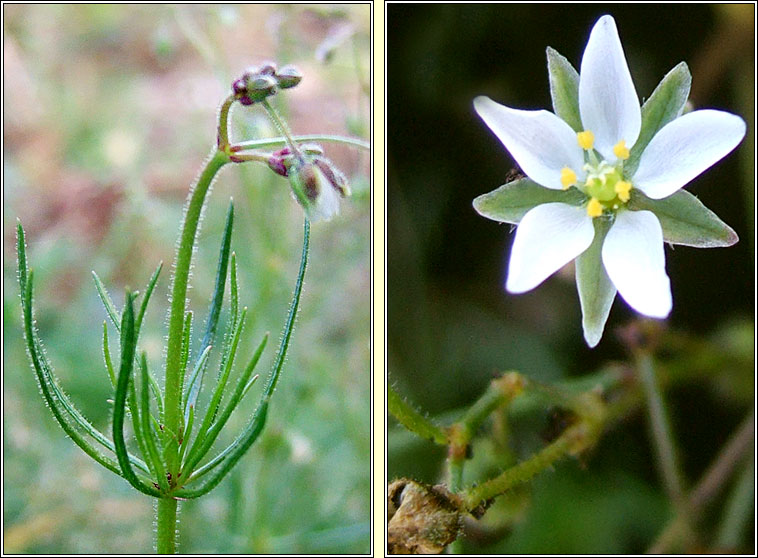 Corn Spurrey, Spergula arvensis, Corr�n lin