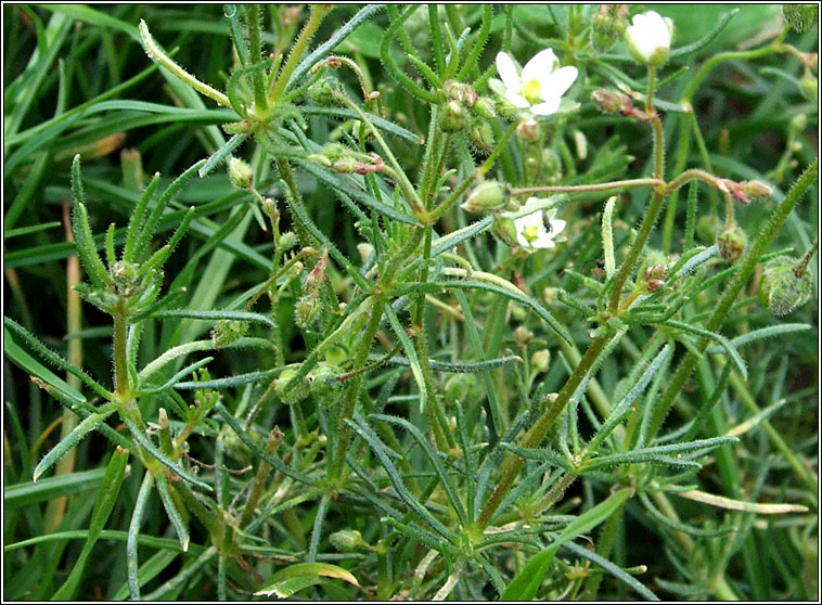 Corn Spurrey, Spergula arvensis, Corr�n lin